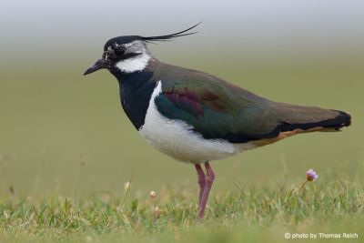 Northern Lapwing feathers