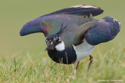 Northern Lapwing wings