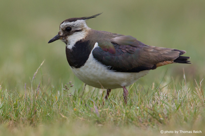 Northern Lapwing height
