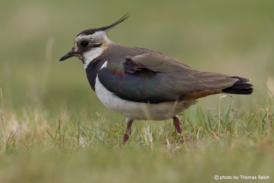 Northern Lapwing weight
