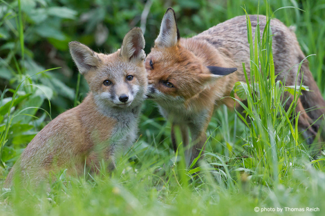 Red Fox mother and baby