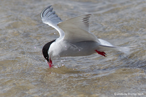 Arctic Tern hunting fish