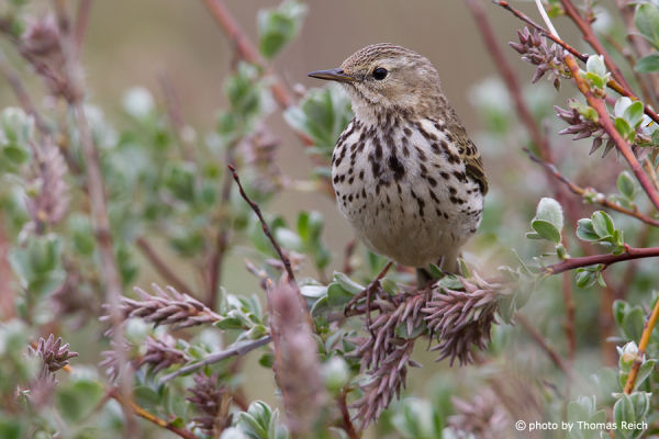 Meadow Pipit bird song