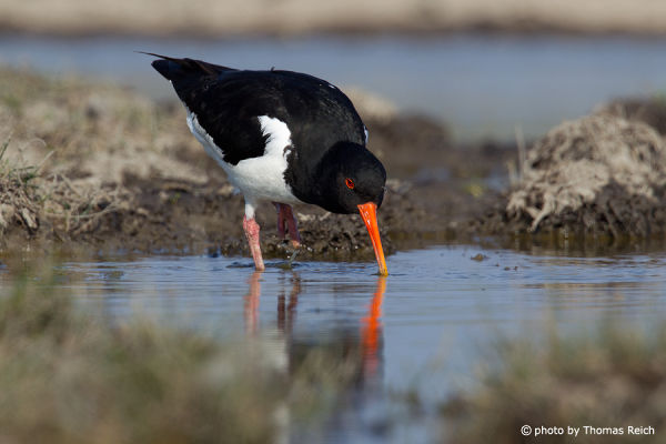 Eurasian Oystercatcher looks for worms and mussels