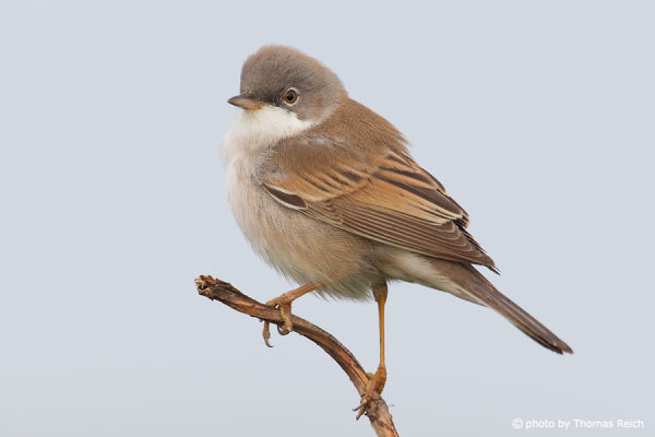 Common Whitethroat male in Germany