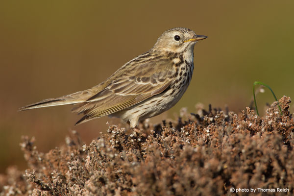 Meadow Pipit size and height