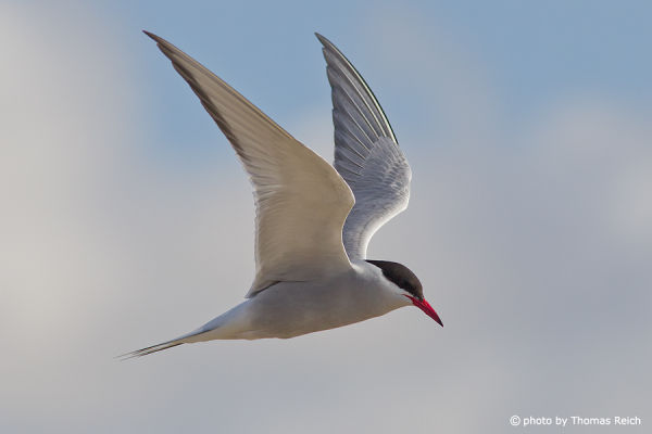 Arctic Tern wing span