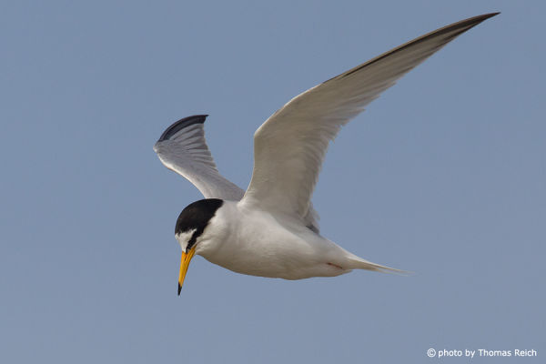 Little Tern wingspan