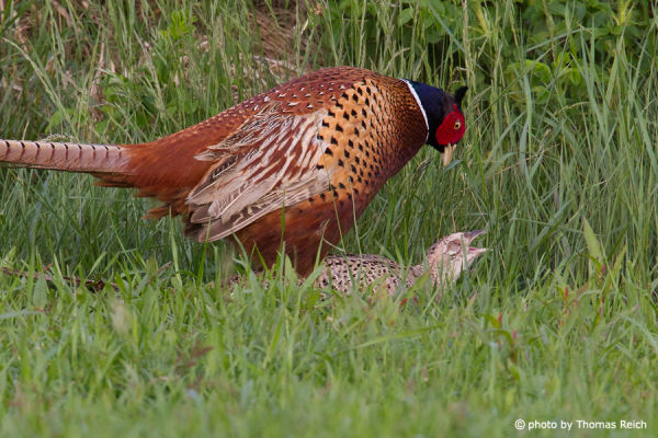 Common Pheasant mating