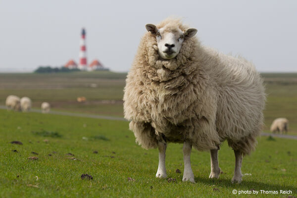 Sheep in front of Lighthouse Westerhever, Germany