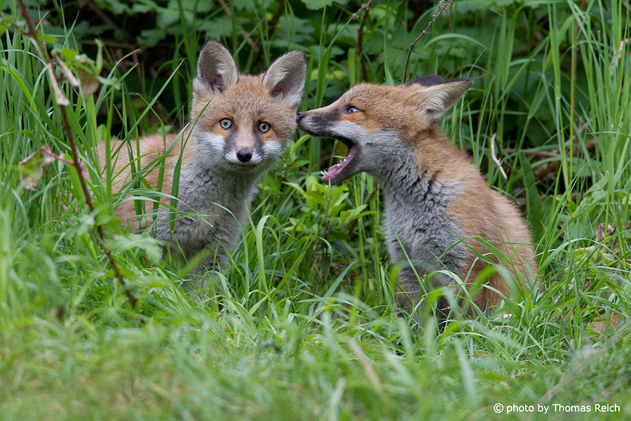 Young Red Foxes playing