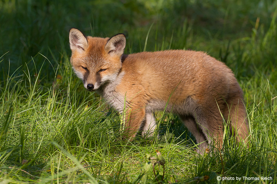 Red Fox Baby close to burrow