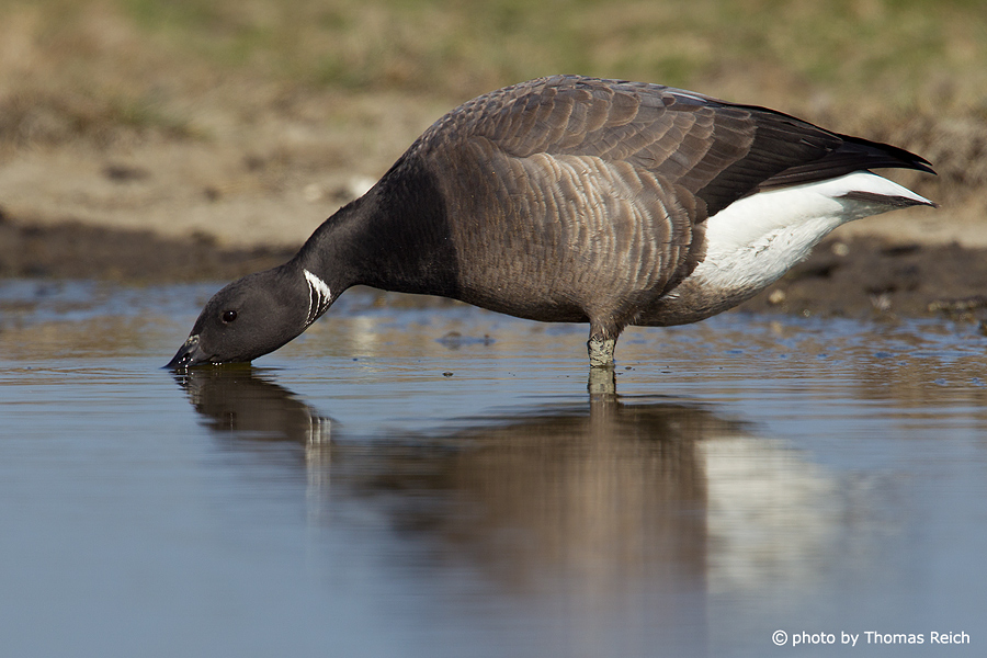 Brent Goose looking for food