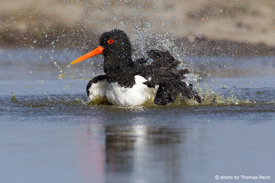 Eurasian Oystercatcher cleaning plumage