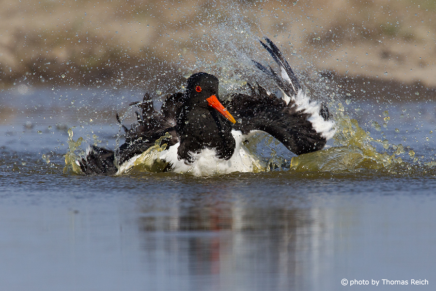 Eurasian Oystercatcher cleaning feathers