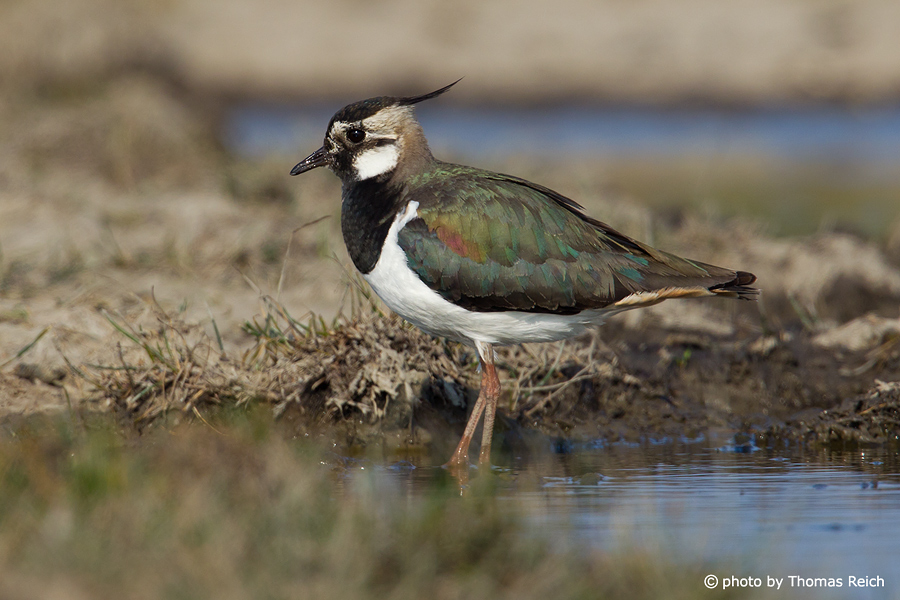 Northern Lapwing in the North Sea