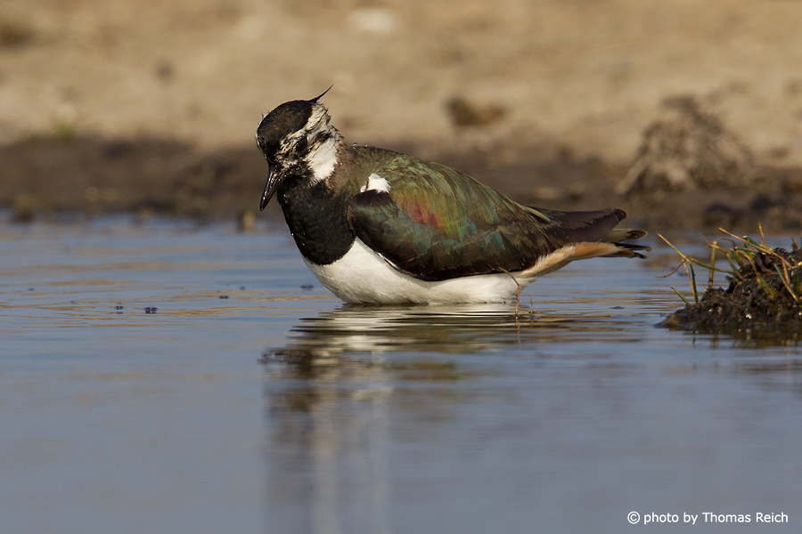 Northern Lapwing looking for food
