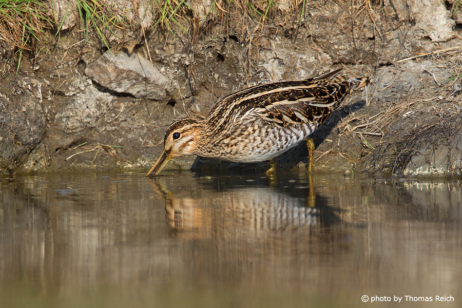 Common Snipe drinking water