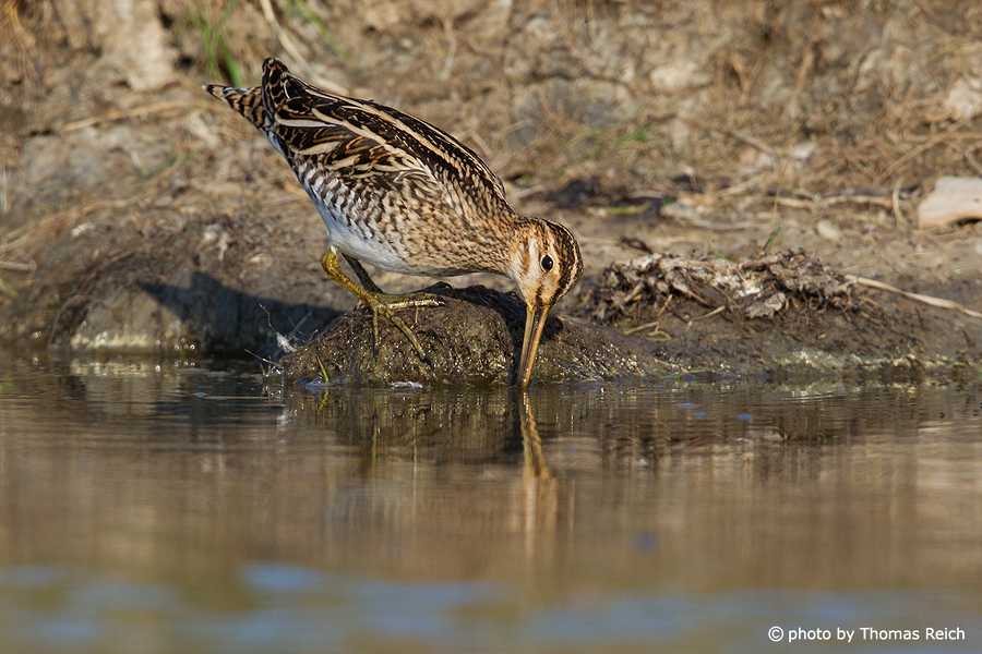 Common snipe tail feathers