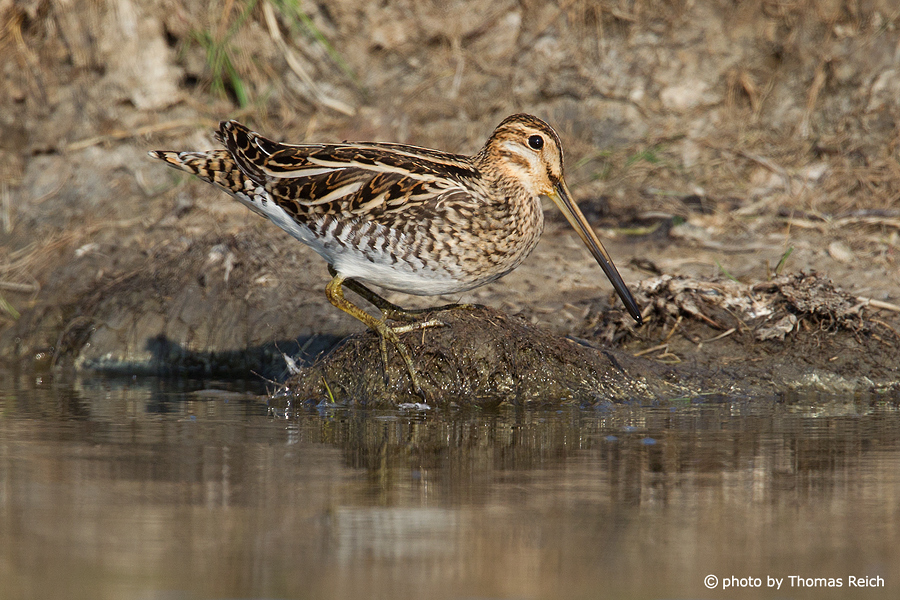 Common snipe appearance