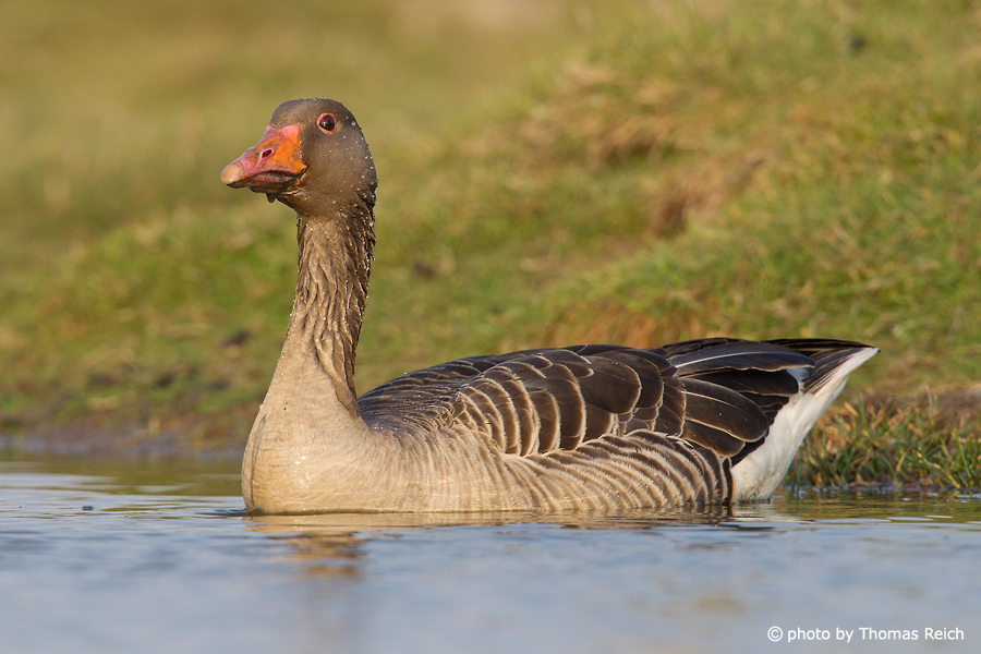 Swimming Greylag Goose