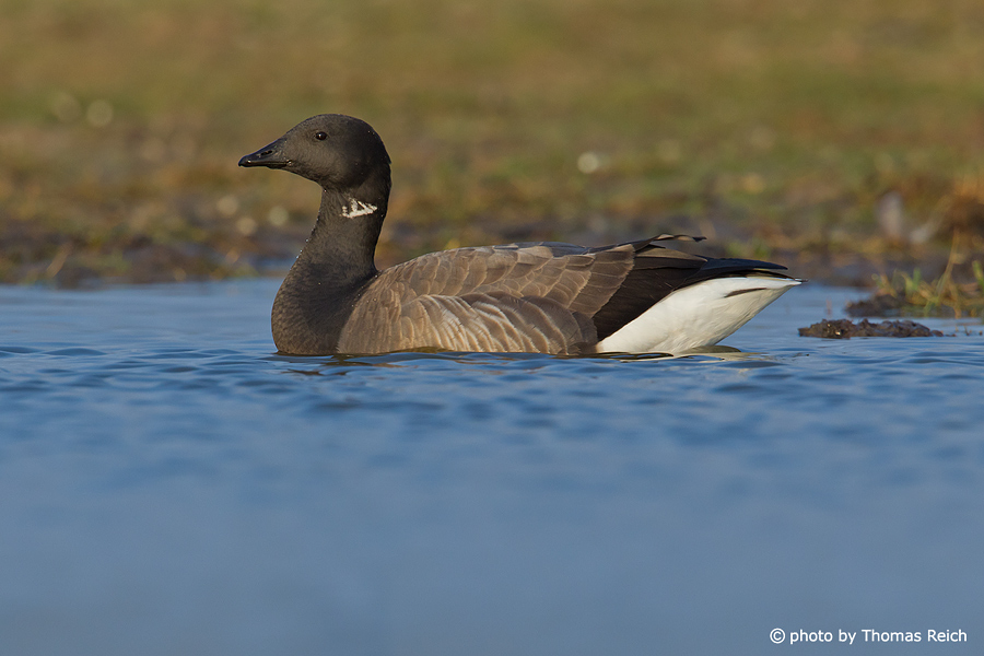 Brent Goose height