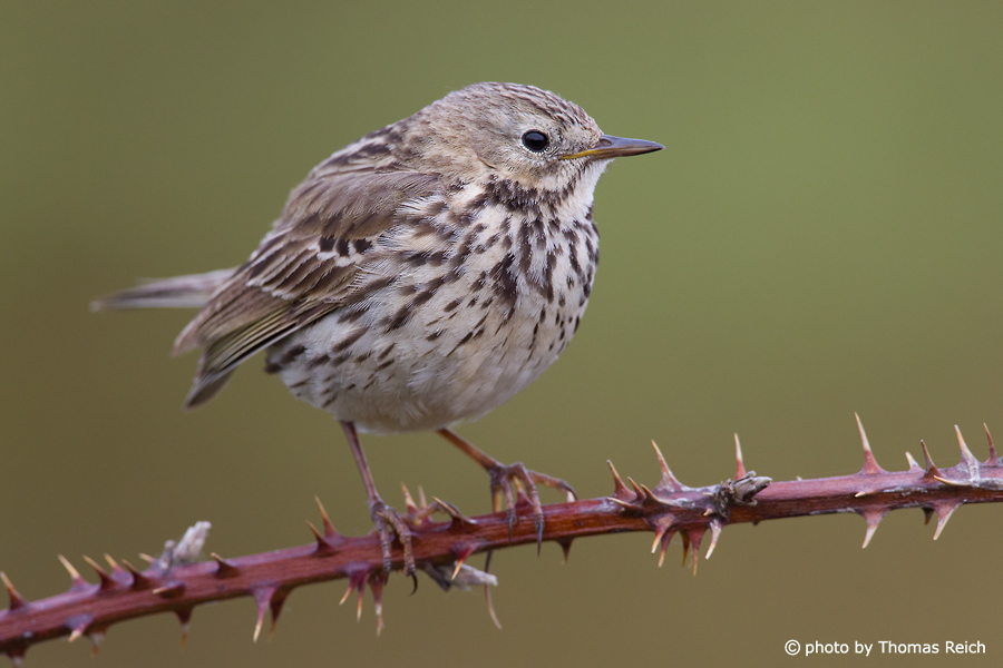Meadow Pipit bird sitting on thorn branch