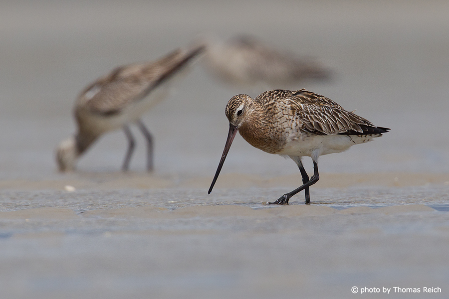 Group of Bar-tailed Godwits at the beach