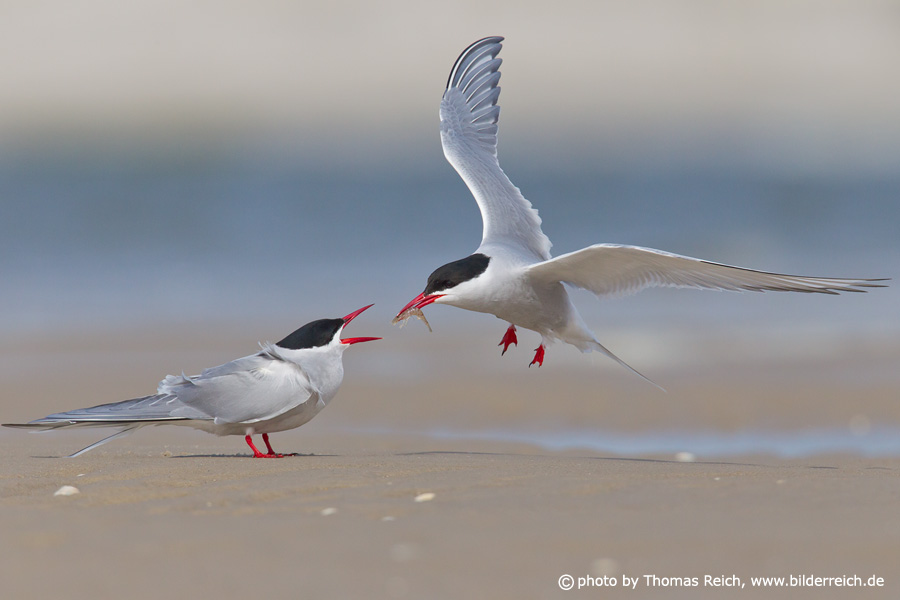 Arctic Terns courtship