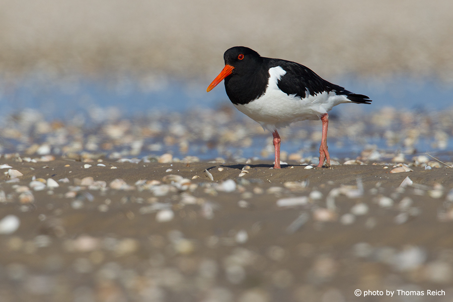 Eurasian Oystercatcher at low tide