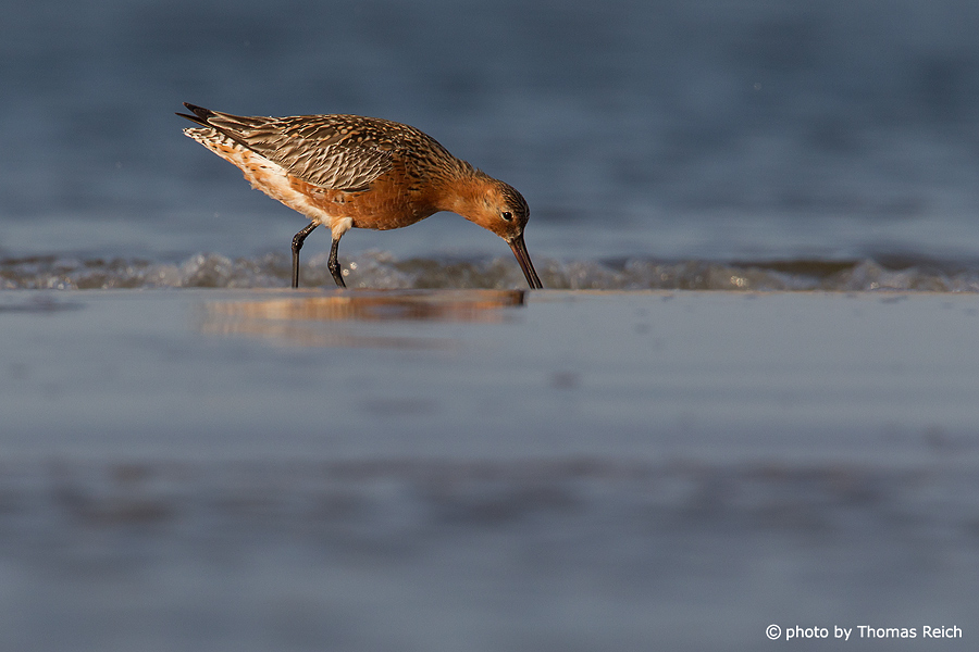 Bar-tailed Godwit searching for food