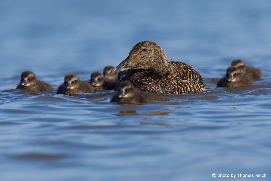 Common Eider female with chicks