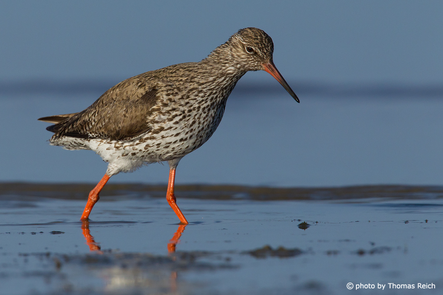 Common Redshank foraging on the mudflats