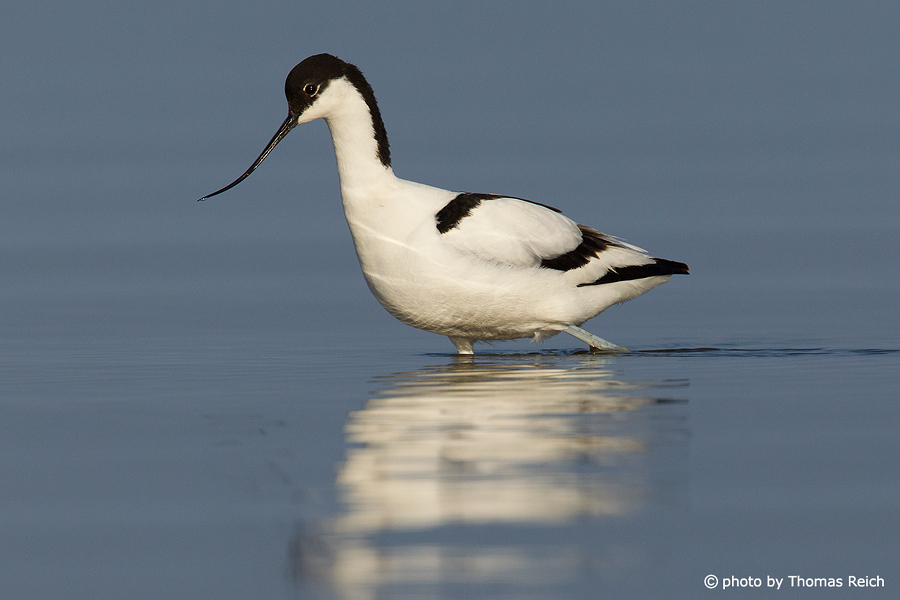 Pied Avocet walking in shallow waters
