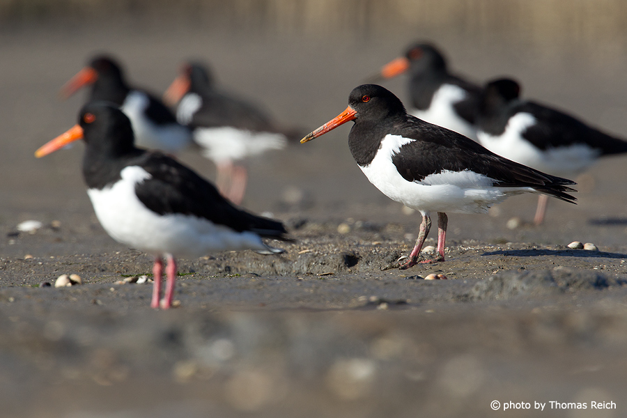 Group of Eurasian Oystercatchers at the beach