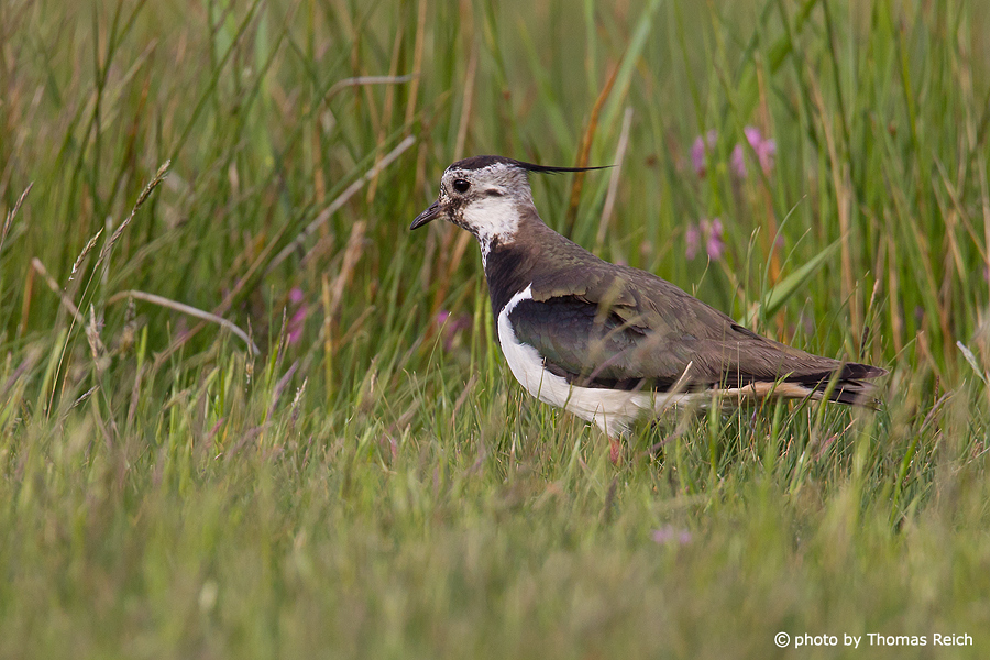 Northern Lapwing in meadow
