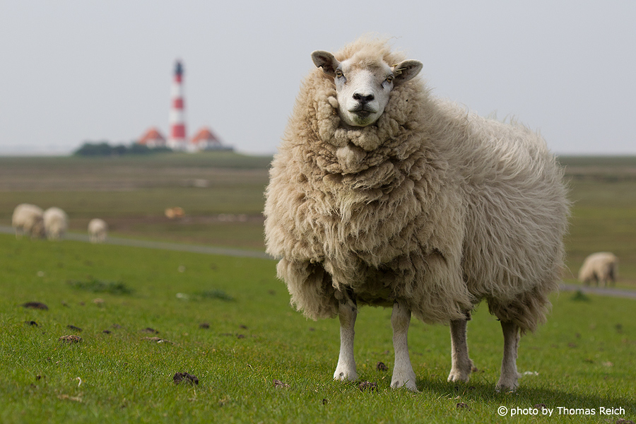 Schaf vor Leuchtturm in Westerhever, Deutschland