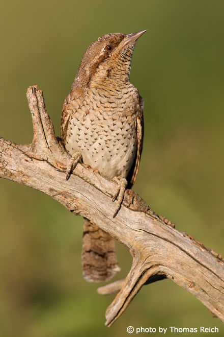 Eurasian Wryneck sits on knotty branch