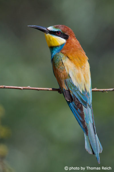 Colorful bird - European Bee-eater