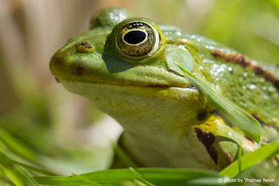 Green Edible Frog