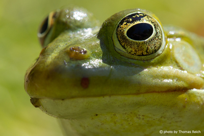 Common Frog eyes
