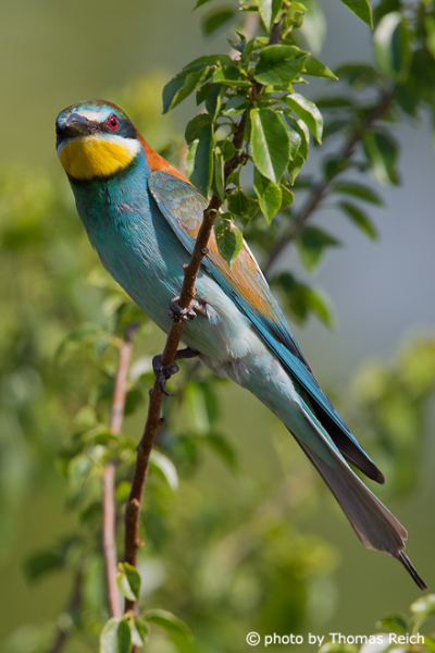 Adult European Bee-eater sits on branch