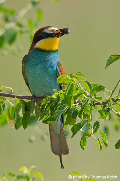European Bee-eater diet