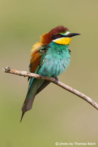 European Bee-eater weight