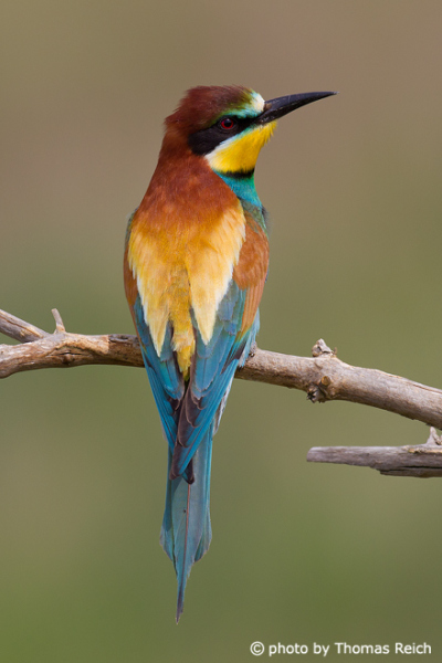 European Bee-eater back feathers