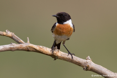 European Stonechat male sits on a branch