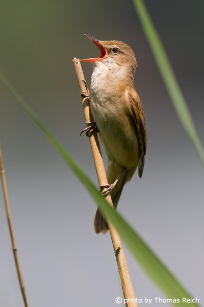 Great Reed Warbler sound