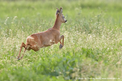 Roe Deer buck jumping and running