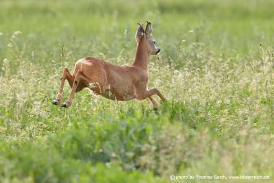 Roe Deer male jumps