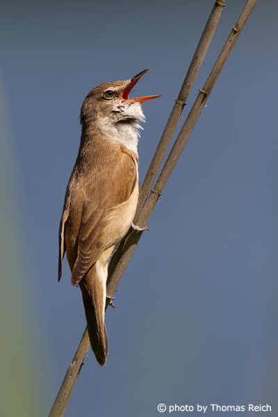 Great Reed Warbler singing in the reeds